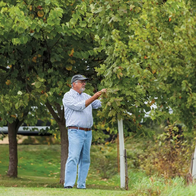 Older man in a cap and checkered shirt tends a young tree in a leafy park, gently inspecting its branches outdoors on a sunny day.