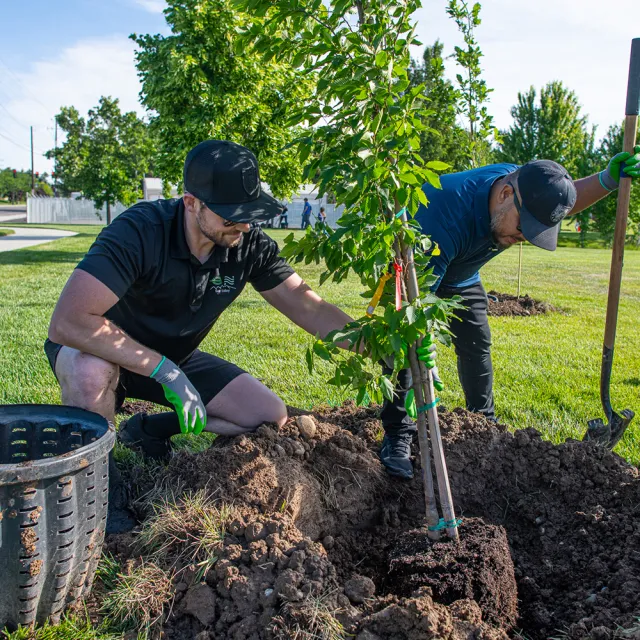 People planting trees together