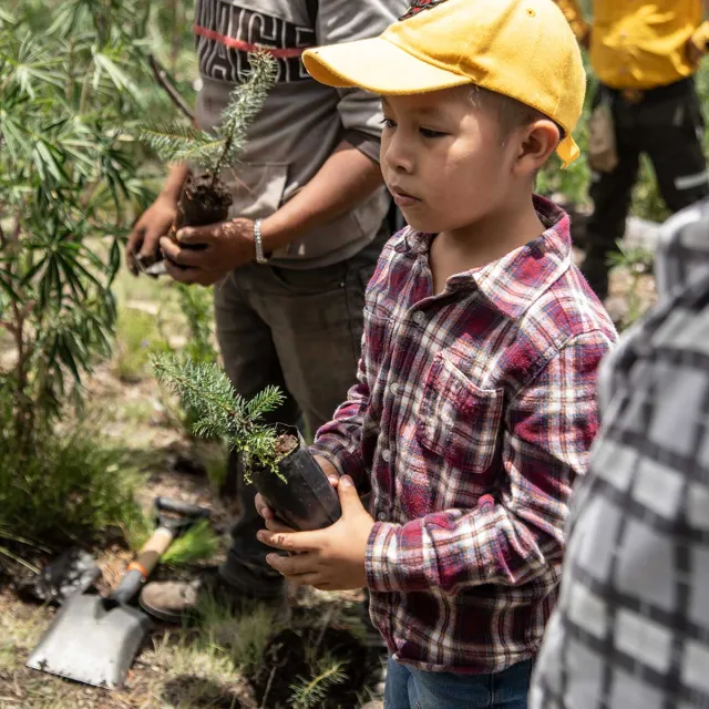 A young boy gently holds a small tree sapling in his hands, showcasing his care for nature and the environment.