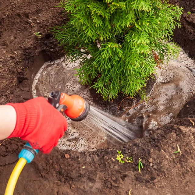 A person using a hose to water a young tree in a garden setting.