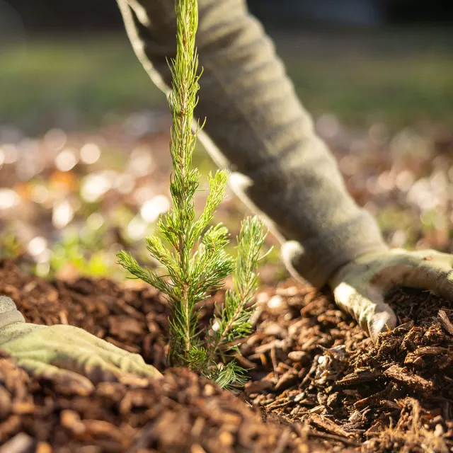 A person kneels in soil, planting a young tree sapling into the ground with care and attention.