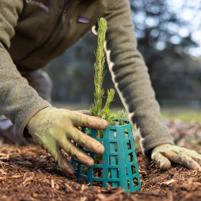 A person carefully planting a small tree in a green basket, surrounded by soil and gardening tools.