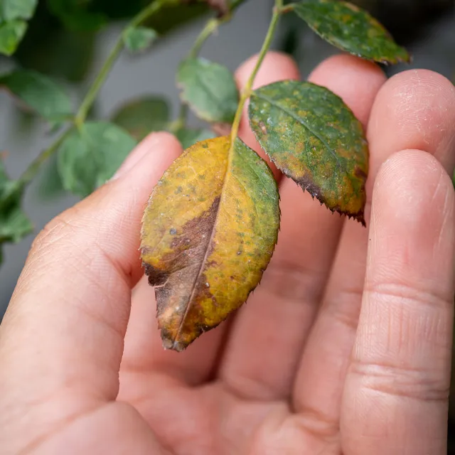 A hand gently holds a leaf displaying yellow and brown spots, indicating signs of aging or disease.