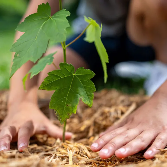 A person kneels in soil, planting a young tree sapling into the ground with care and attention.
