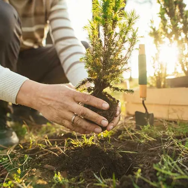 A man kneels in a garden, planting a young tree into the soil with care and attention.
