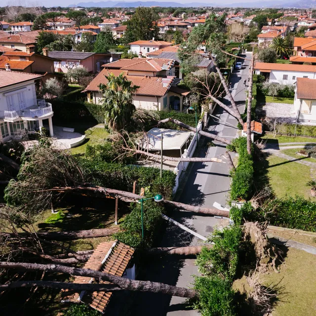 An uprooted tree lies in front of several houses, showcasing the impact of a recent storm or natural event.