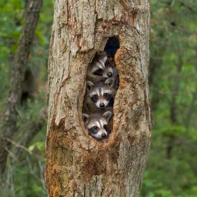 A raccoon family, including a parent and two young, peeks out from a hole in a tree trunk.