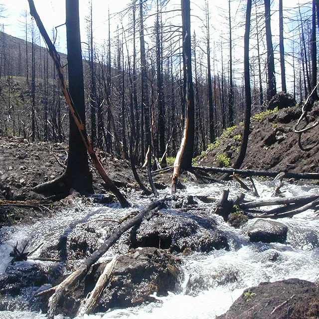 A serene stream flows through a lush green forest, surrounded by trees and dappled sunlight.