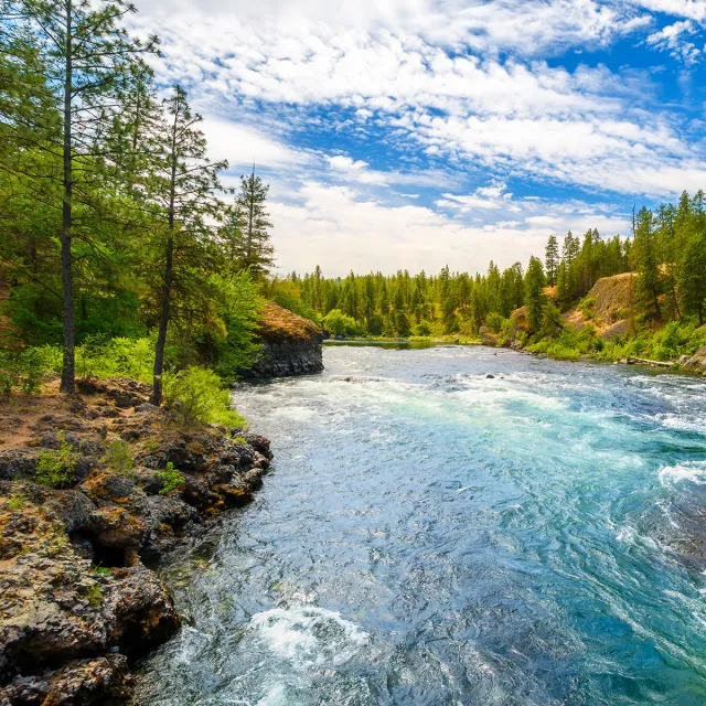A serene river flows through a lush forest, surrounded by trees and scattered rocks along its banks.