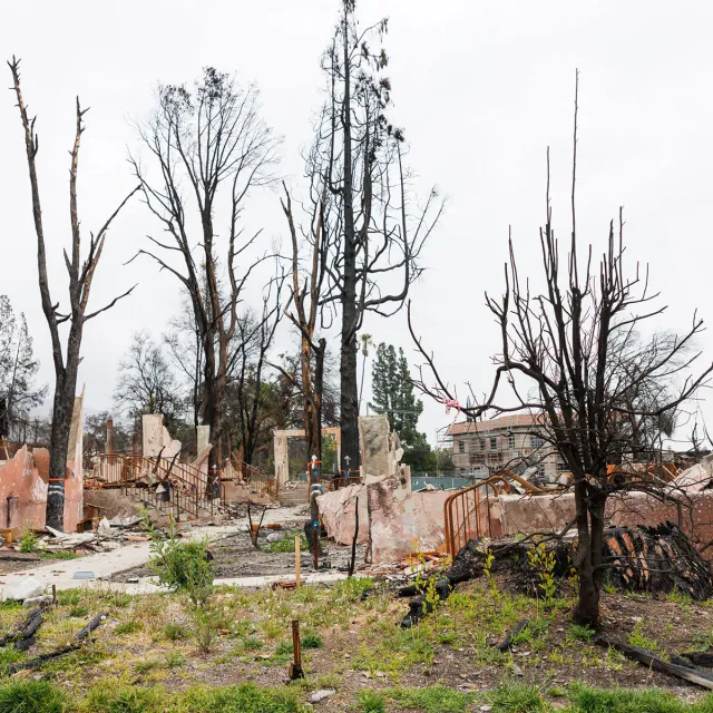 A dead tree with bare branches and a cracked trunk, standing alone in a barren landscape.
