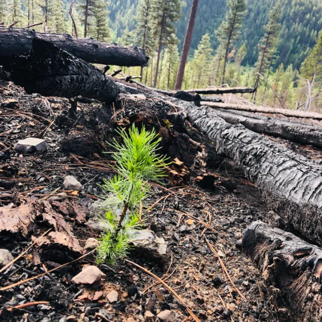 A small tree stands alone in the center of a dense forest, surrounded by tall trees and lush greenery.