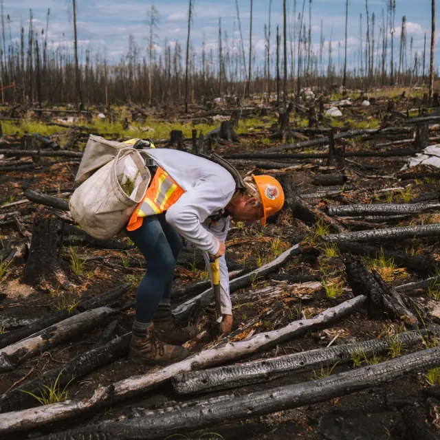 A tree planter in an orange hard hat plants a seedling among charred logs in a burned forest.
