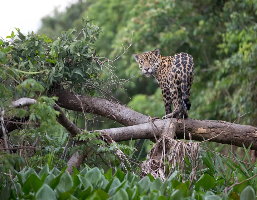 A jaguar standing on a large tree