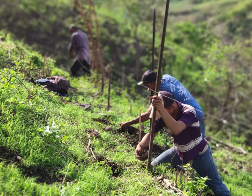 People planting trees on the side of a hill