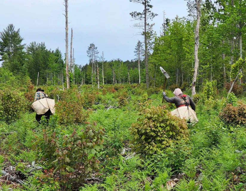 People planting trees in a forest