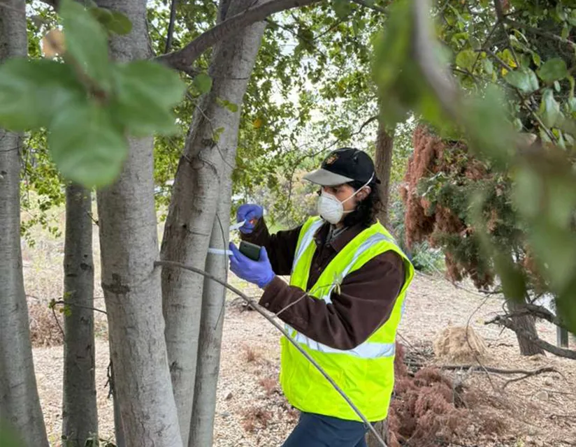 A person inspecting a tree