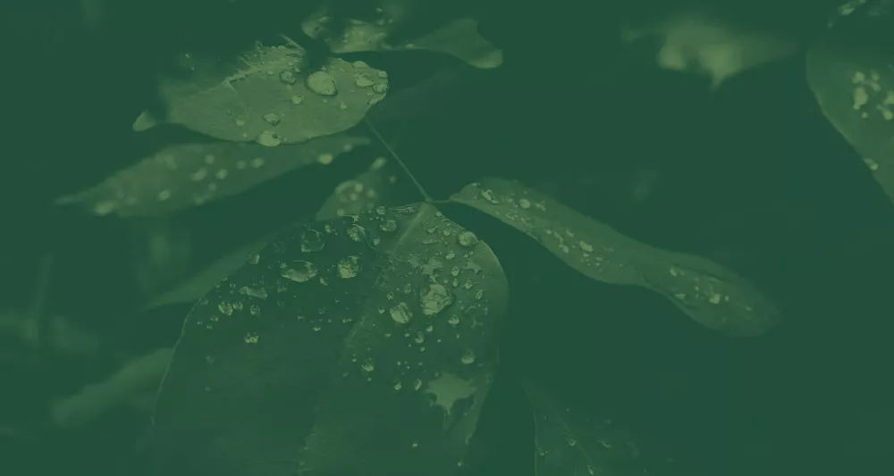 water droplets on leaves detail