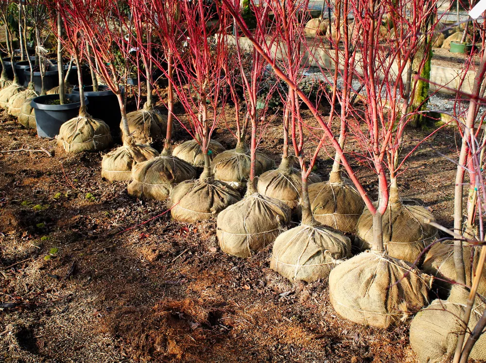 https://www.arborday.org/sites/arborday.org/files/styles/embed_large/public/media/2024-10/trees_planting_how-burlap-ball-tree_hero_1648x1232.jpg.webp?utm_source=chatgpt.com