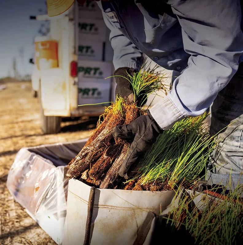 A worker in gloves carefully places bundles of grass and roots into a white planting bag on a sunny day, with a vehicle in the background.