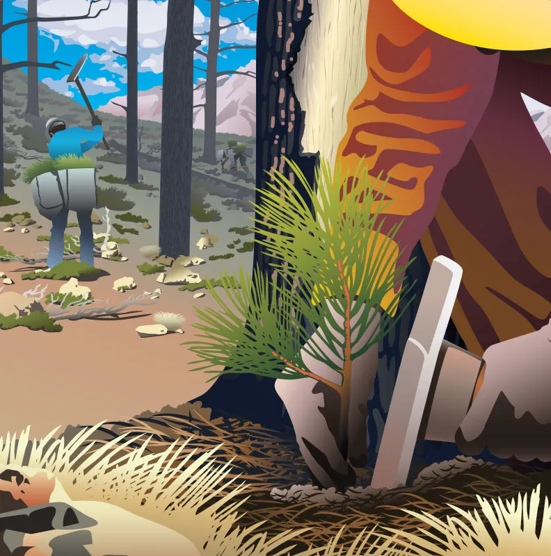 An illustrated scene of a person planting a young pine tree in a forest, while another individual works nearby with tools.