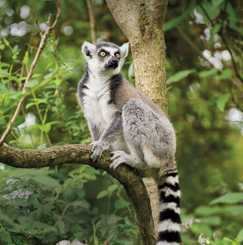 A lemur with striking yellow eyes perches on a tree branch, surrounded by lush green foliage. Its tail features distinctive black and white stripes.