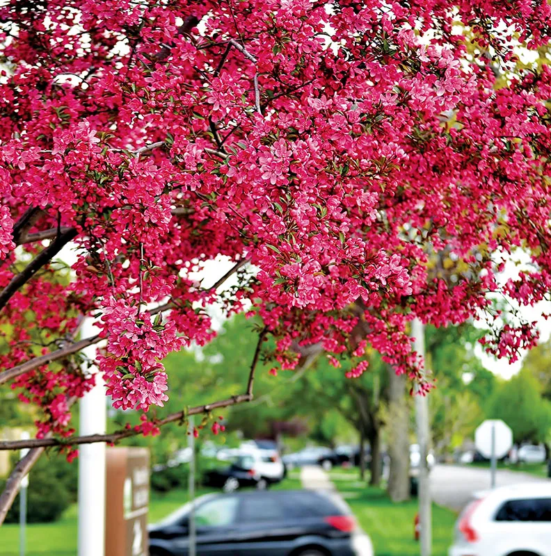 Vibrant pink blossoms adorn a flowering tree, set against a blurred background of greenery and parked cars.