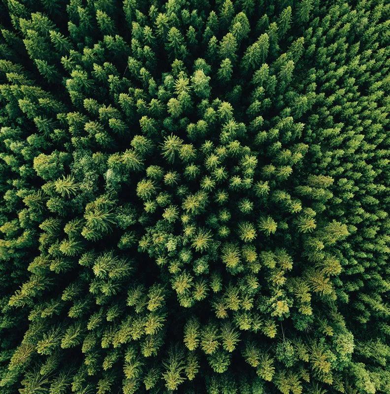 Aerial view of a dense forest, showcasing a vibrant tapestry of green pine trees stretching out in all directions.