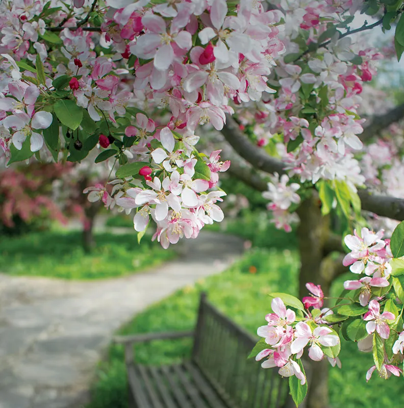 A serene scene of pink and white blossoms on trees, with a stone path and a wooden bench nestled in a lush green garden.