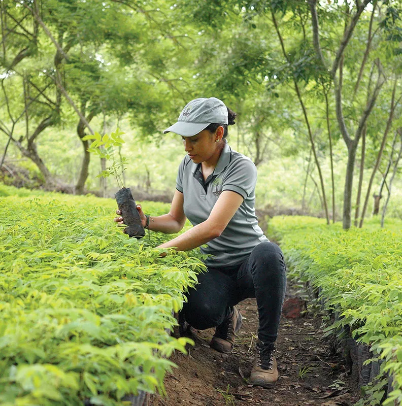 A person kneeling among vibrant green seedlings, holding a young plant in a black pot, surrounded by a lush, wooded environment.