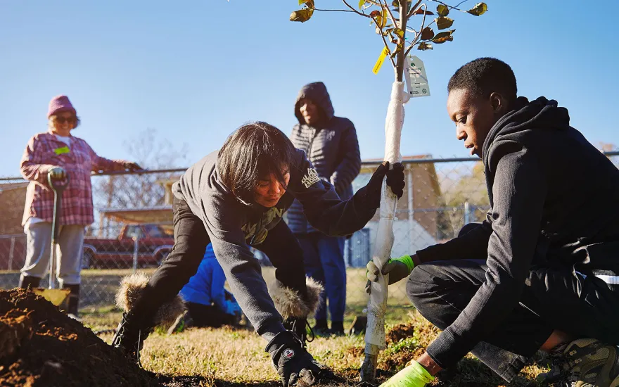 people planting trees