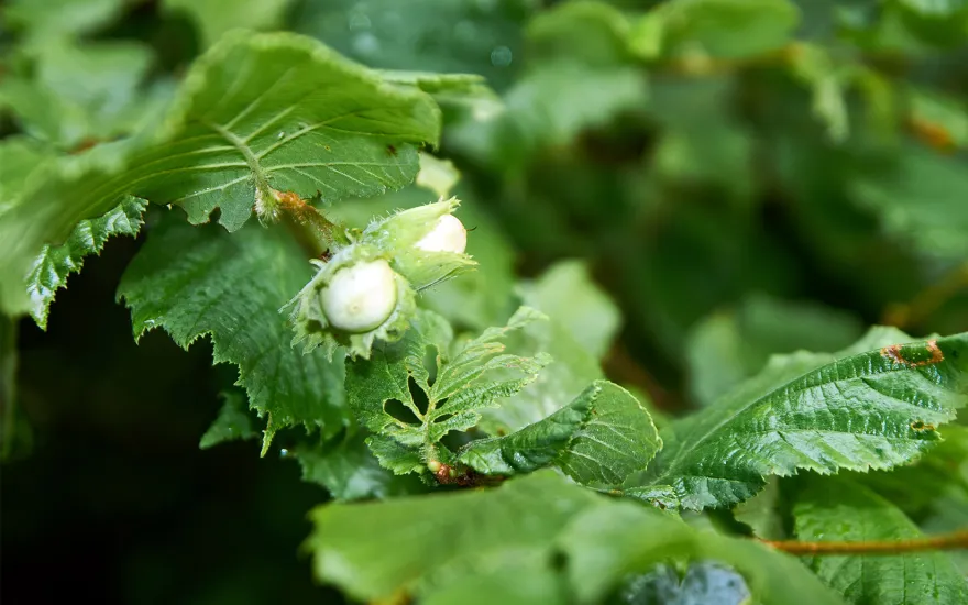 Fresh green hazelnuts growing on the tree.