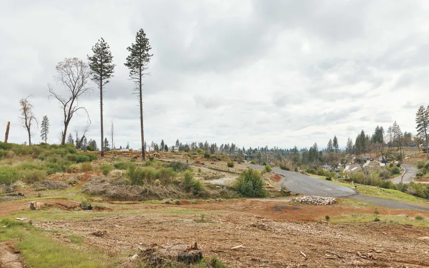 A deforested landscape with scattered trees and stumps, a winding road, and cloudy skies, reflecting environmental changes.
