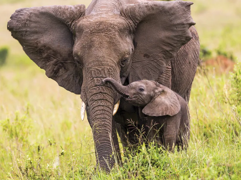 A mother elephant gently stands beside her playful baby elephant in a lush green landscape.