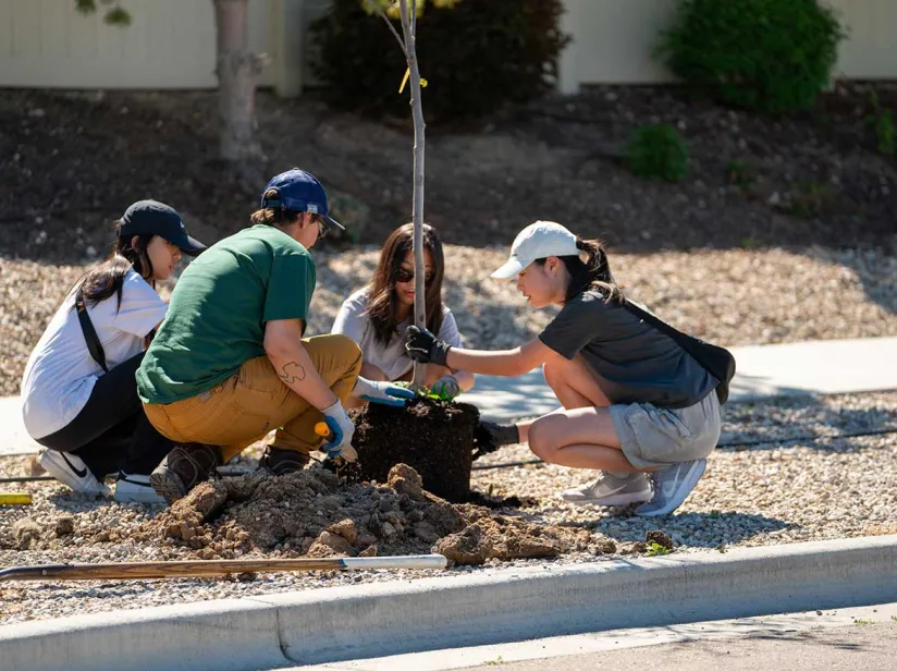 A group of four individuals collaborates on planting a young tree in a landscaped area, surrounded by tools and soil.