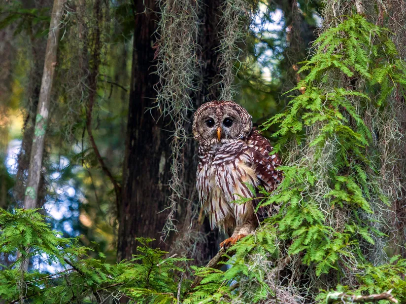 A close-up of an owl perched on a branch, surrounded by lush green moss and foliage in a serene forest setting.