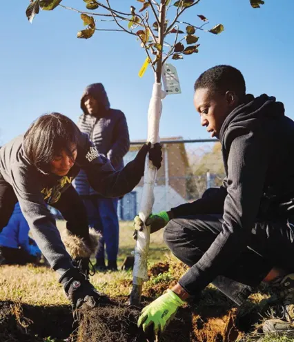 Two people planting a tree