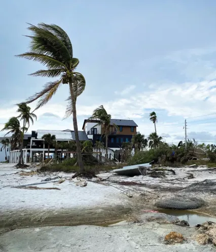 Trees in hurricane
