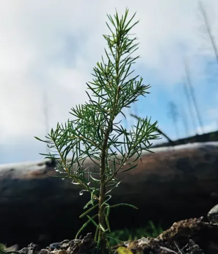 Sapling growing in forest