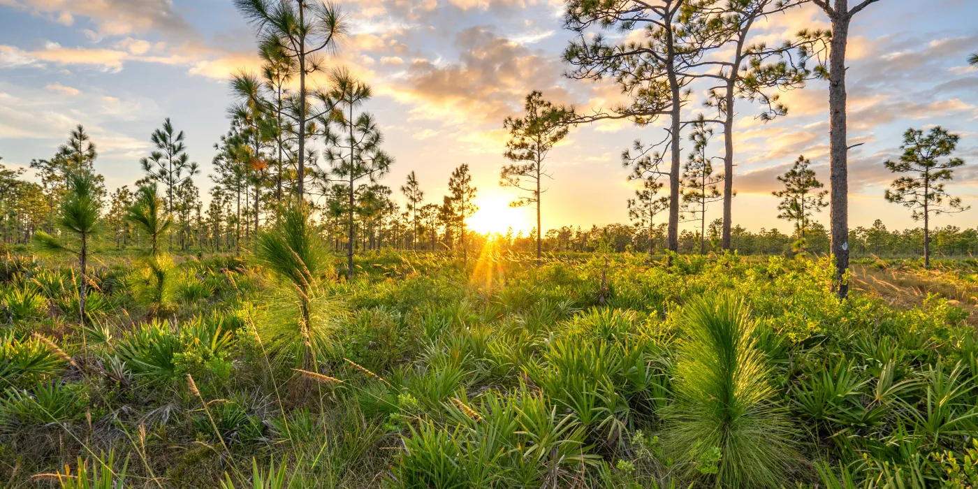 sunset with longleaf pine trees