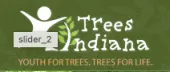 Trees Indiana