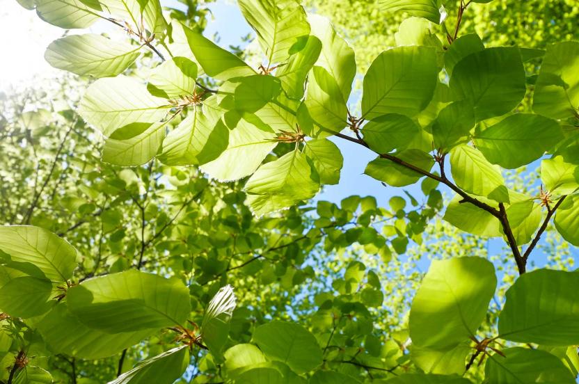 www.arborday.org