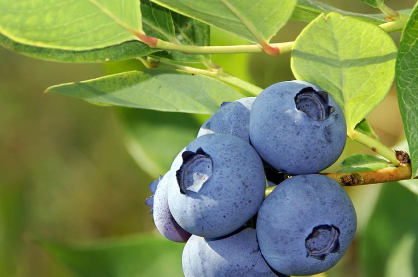 Blueberry () Blueberry
