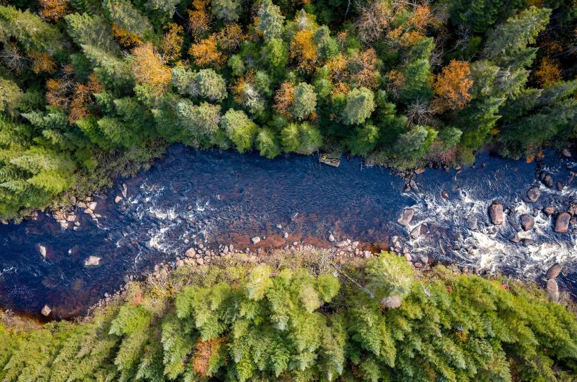 How Trees Protect Our Water | Arbor Day Foundation