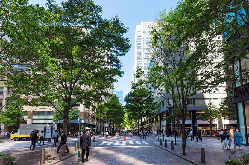 What Is A City Tree