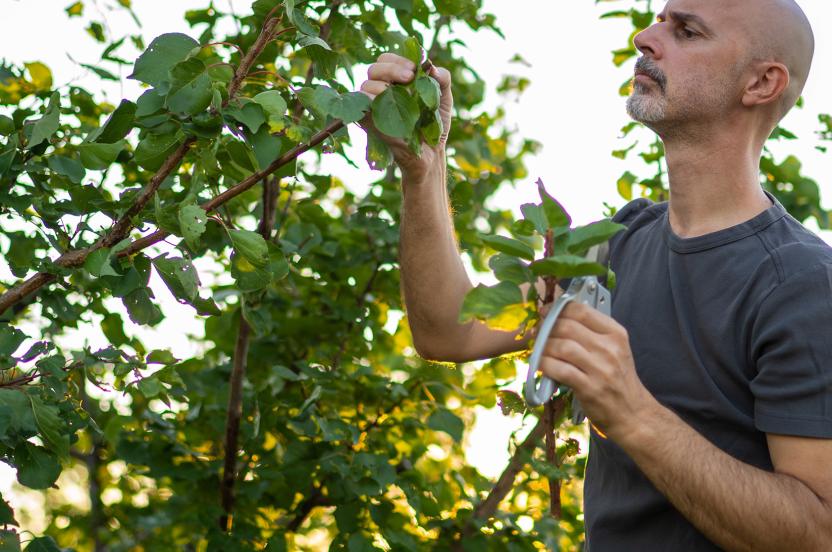 Springtime Tree Work Safety Spring Health and Safety Checkups For Mature Trees | Arbor Day Foundation