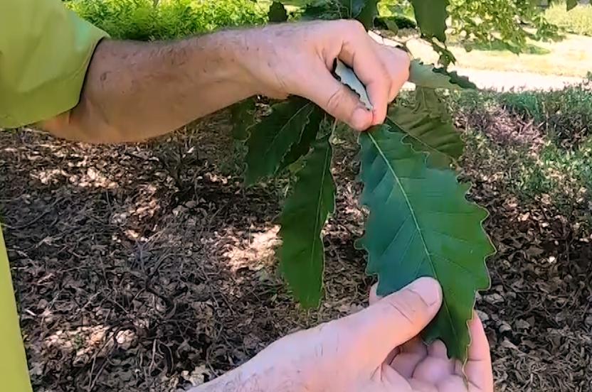 Tree ID with Pete: Chinkapin Oak | Arbor Day Foundation
