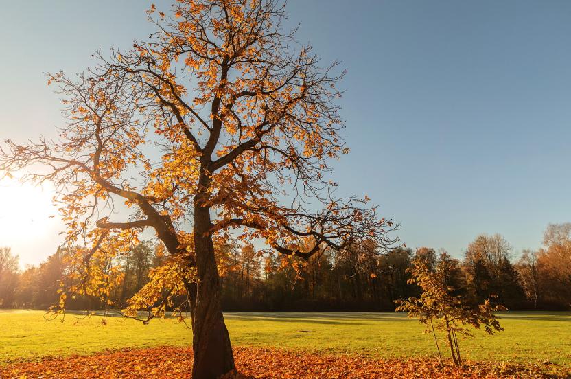 2017 Urban Tree of the Year: Chestnut Oak | Arbor Day Foundation
