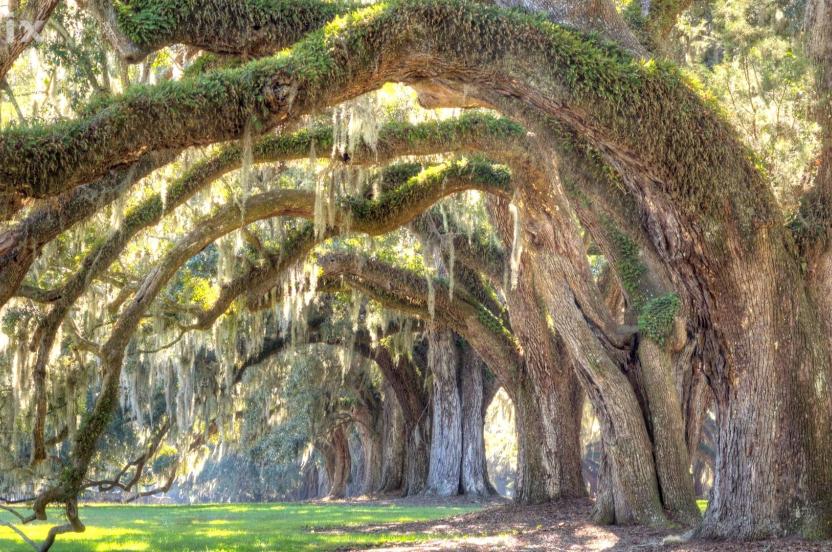Live Oak: Heart of the Southern Landscape | Arbor Day Foundation