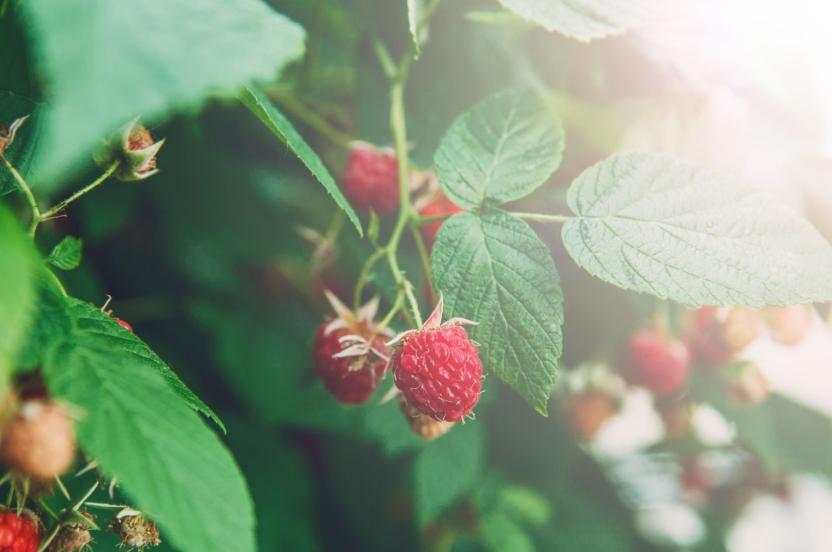 Caring for Fruit Trees and Bushes: Raspberry | Arbor Day Foundation