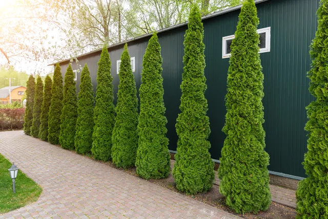 row of tall evergreen thuja occidentalis forms a beautiful green hedge fence along home